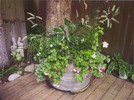 gallery/small/202 (2)-Landscapers-Ketchum-Idaho.jpg